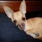 Chipin