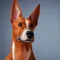 Podenco Canario