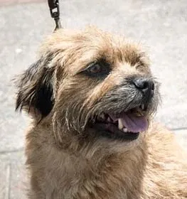 Border Terrier vs Maltese vs Yorkshire Terrier Comparison | Dogell.com