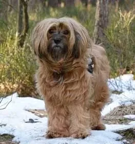 Cairn Terrier vs Cavapoo vs Tibetan Terrier Comparison | Dogell.com